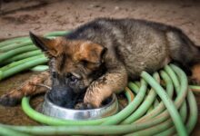 8 Best Dog Foods for German Shepherds with NO Fillers