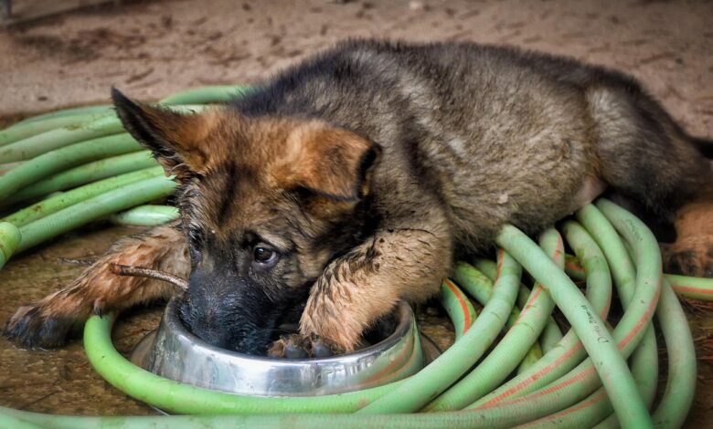 8 Best Dog Foods for German Shepherds with NO Fillers