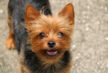 8 Best Dog Foods for Yorkies with NO Fillers