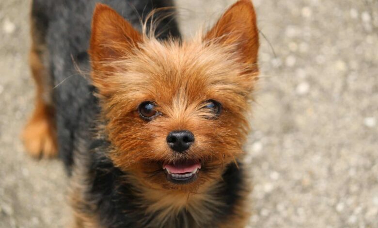 8 Best Dog Foods for Yorkies with NO Fillers