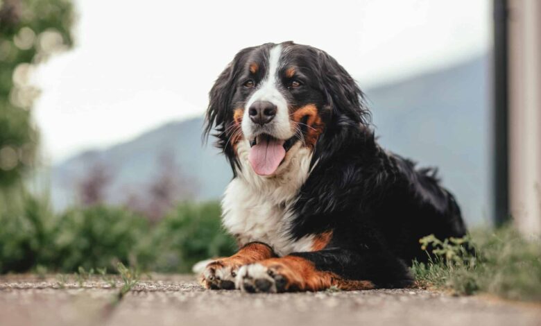 9 Dog Breeds With the Shortest Life Expectancy