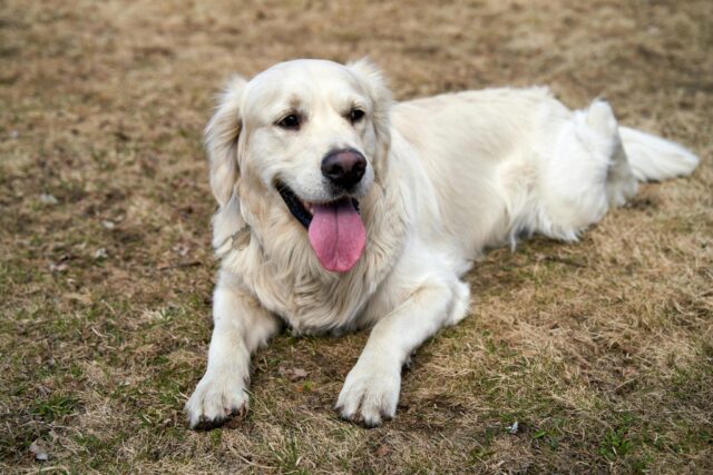 13 Dog Breeds That Are Most Loyal to Their Owners