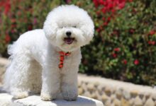 11 Dog Breeds That Look Like Puppies at Every Age