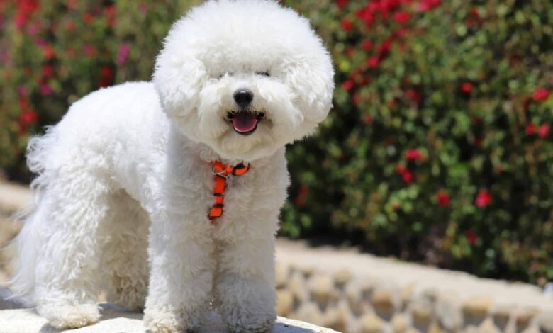 11 Dog Breeds That Look Like Puppies at Every Age