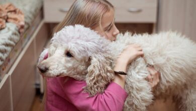 8 Most Empathetic Dog Breeds