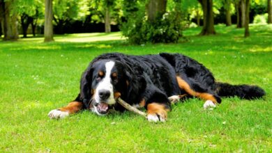 6 Large Dog Breeds With Surprisingly Gentle Personality