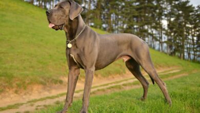 12 most popular dog breeds