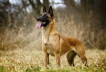 The Best Dog Breeds to Guard Your Castle