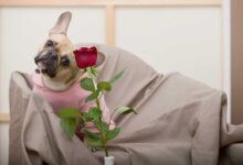 11 Hopeless Romantic Dog Breeds