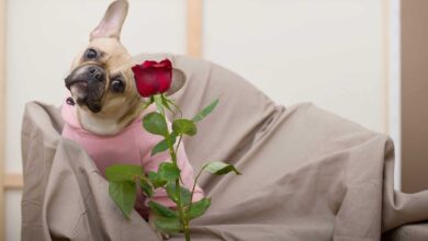 11 Hopeless Romantic Dog Breeds