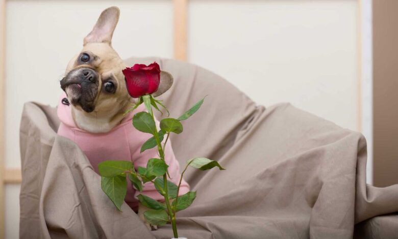 11 Hopeless Romantic Dog Breeds