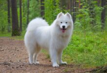 8 extremely cute dog breeds