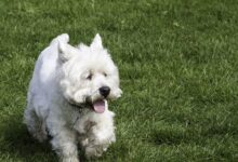 8 Best Dog Foods for Westies with NO Fillers