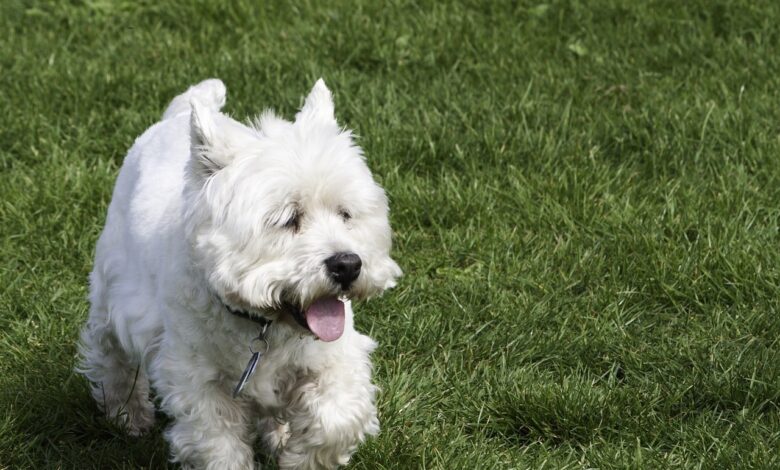 8 Best Dog Foods for Westies with NO Fillers