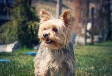 9 Small Long Haired Dog Breeds