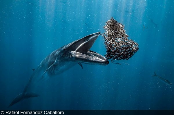 2024 Ocean Photographer of the Year Winner Announced