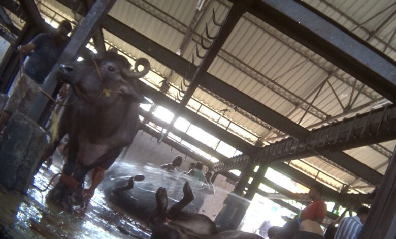 Investigation reveals animals were milked before illegal slaughter