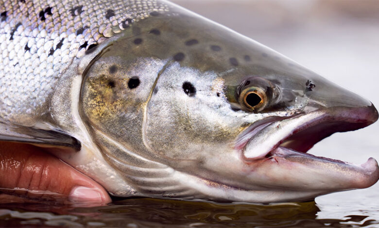 Lawyers have been given permission by the High Court to challenge a council's decision to approve a major British salmon farm.