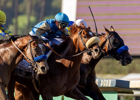 CA Crown shows promising betting levels, attendance increases