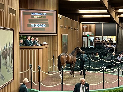 Nyquist Hits Seven-Figure Double With $1.2 Million Colt