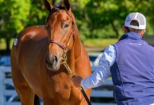 Justify Yearlings are a big draw to Keeneland in September.