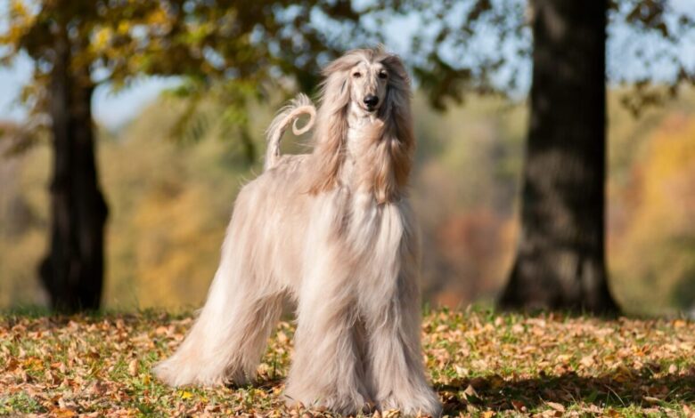 Afghan Hound