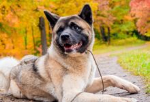 13 dog breeds that are NOT susceptible to separation