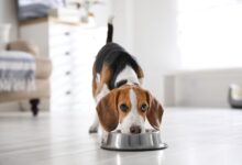 11 Dog Breeds Most Obsessed With Food