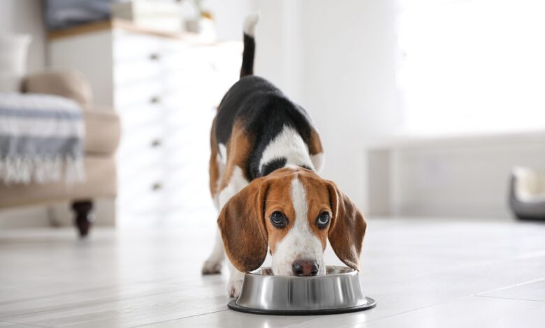 11 Dog Breeds Most Obsessed With Food