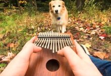 The dog is attracted to the sound of “Can't Help Falling In Love” played on a musical instrument