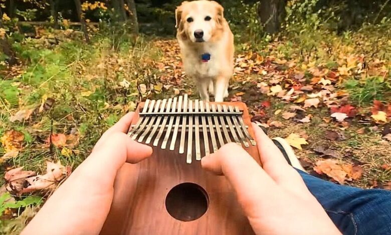 The dog is attracted to the sound of “Can't Help Falling In Love” played on a musical instrument