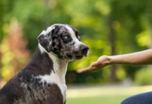 7 Dog Breeds With The Most Beautiful Blue Eyes