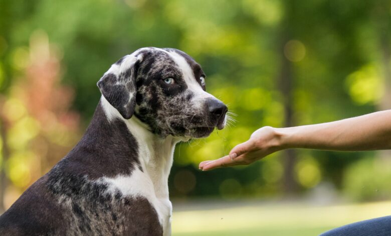 7 Dog Breeds With The Most Beautiful Blue Eyes