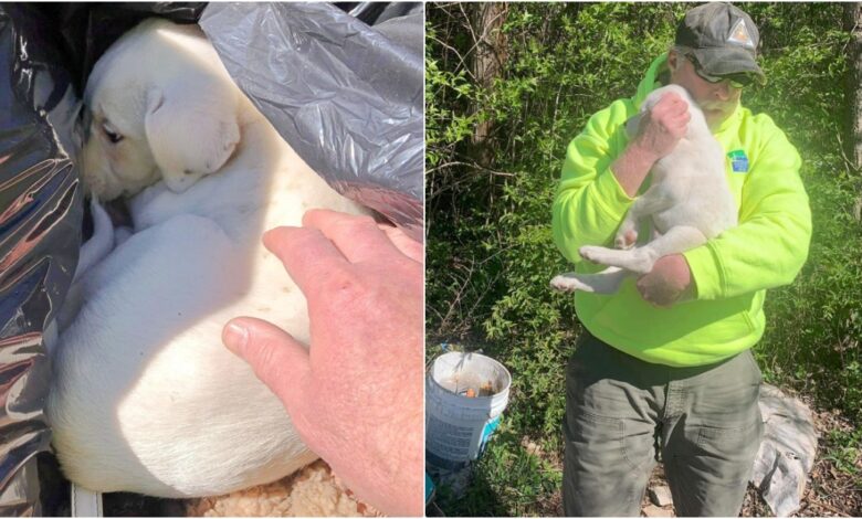 The crew member saw a puppy sleeping in a trash can and knew that was its purpose