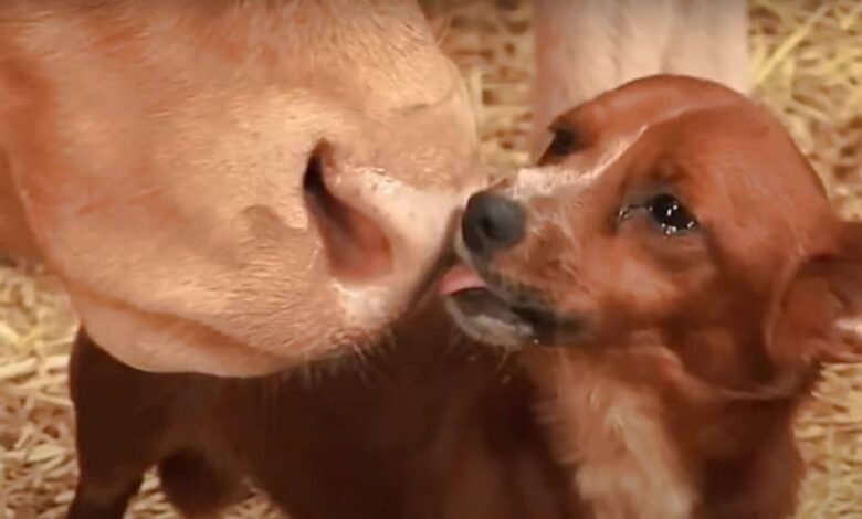 The orphaned puppy raised by its mother cow cried when it was taken away.