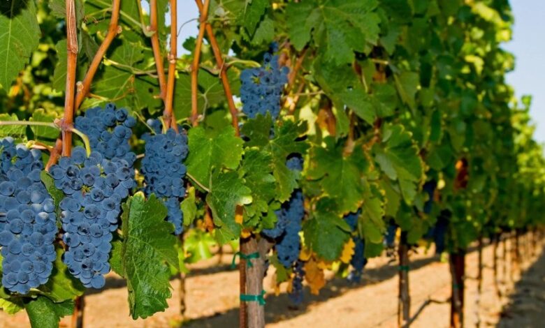 Yes, NPR, wine grapes can and have withstood climate change – Watts Up With That?