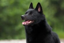 6 Dog Breeds With Charcoal Coats