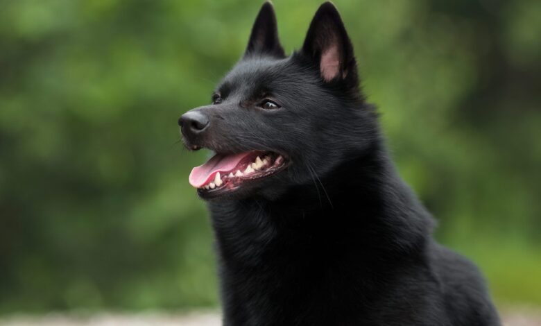 6 Dog Breeds With Charcoal Coats