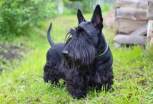 7 dog breeds with jet black fur