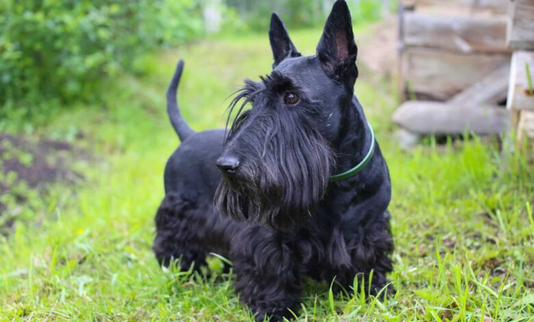 7 dog breeds with jet black fur