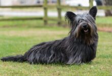 10 Most Timid Dog Breeds