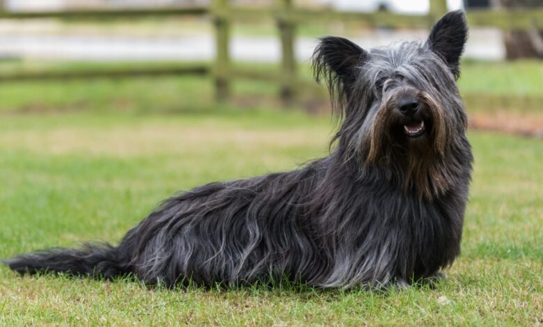 10 Most Timid Dog Breeds