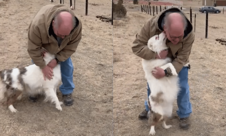 Deaf-blind dog recognizes owner instantly in heartfelt reunion video