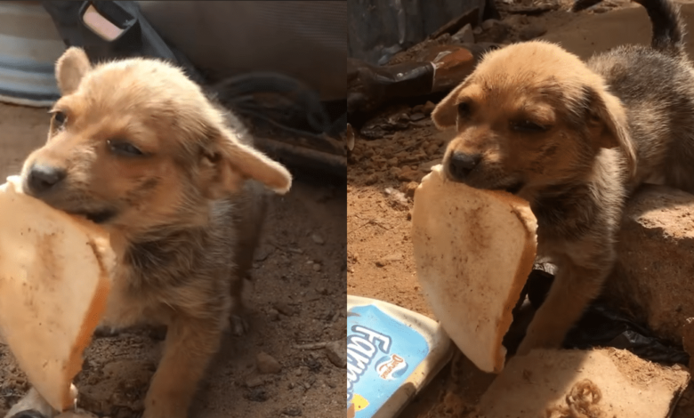 Tiny stray dog ​​gives his only piece of bread to rescuers in heartwarming gesture