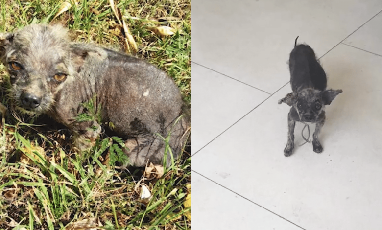 'Mangy' dog has had an amazing change after being rescued