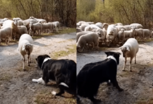 Sheep challenge sheepdogs in hilarious farm 'Stalemate'