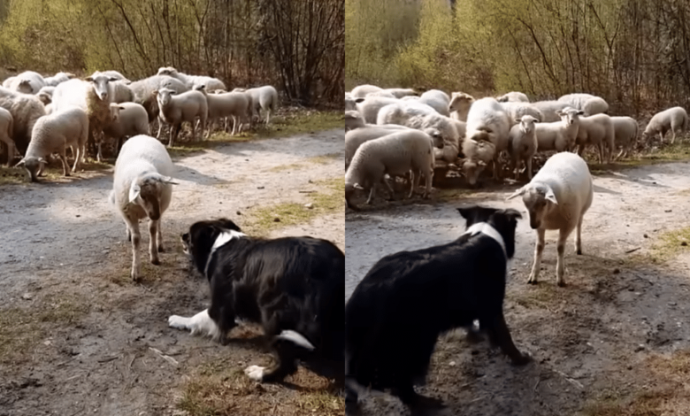 Sheep challenge sheepdogs in hilarious farm 'Stalemate'