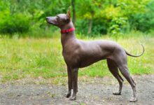 7 Little-Known But Great Dog Breeds for Singles