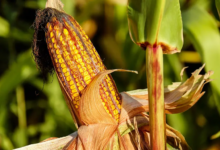 Wrong, Associated Press, New Short Corn Varieties Are a Marketing Ploy, Not a Climate Change Response — Are You Interested in It?