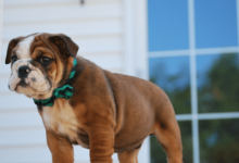 5 Bulldog Myths You Should Stop Believing